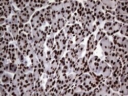 HNRNPL Mouse anti-Human, Clone: OTI2E4, lyophilized, TrueMAB 100 &mu;g;