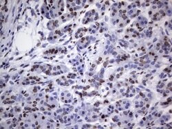 HNRNPL Mouse anti-Human, Clone: OTI2E4, lyophilized, TrueMAB 100 &mu;g;