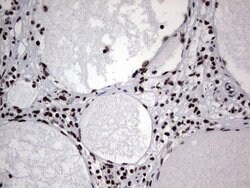 HNRNPL Mouse anti-Human, Clone: OTI2E4, lyophilized, TrueMAB 100 &mu;g;