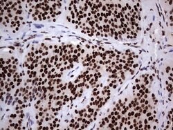 HNRNPL Mouse anti-Human, Clone: OTI2E4, lyophilized, TrueMAB 100 &mu;g;
