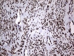 HNRNPL Mouse anti-Human, Clone: OTI2E4, lyophilized, TrueMAB 100 &mu;g;