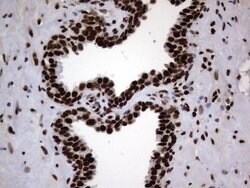 HNRNPL Mouse anti-Human, Clone: OTI2E4, lyophilized, TrueMAB 100 &mu;g;