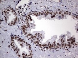 HNRNPL Mouse anti-Human, Clone: OTI2E4, lyophilized, TrueMAB 100 &mu;g;