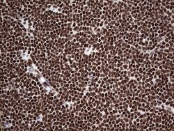 HNRNPL Mouse anti-Human, Clone: OTI2E4, lyophilized, TrueMAB 100 &mu;g;