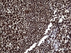 HNRNPL Mouse anti-Human, Clone: OTI2E4, lyophilized, TrueMAB 100 &mu;g;