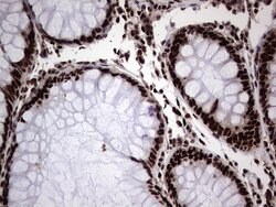 HNRNPL Mouse anti-Human, Clone: OTI2E4, lyophilized, TrueMAB 100 &mu;g;