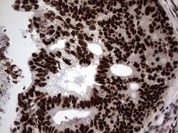 HNRNPL Mouse anti-Human, Clone: OTI2E4, lyophilized, TrueMAB 100 &mu;g;