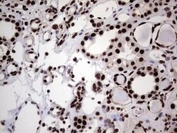 HNRNPL Mouse anti-Human, Clone: OTI2E4, lyophilized, TrueMAB 100 &mu;g;