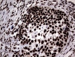 HNRNPL Mouse anti-Human, Clone: OTI2E4, lyophilized, TrueMAB 100 &mu;g;