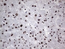 HNRNPL Mouse anti-Human, Clone: OTI2E4, lyophilized, TrueMAB 100 &mu;g;