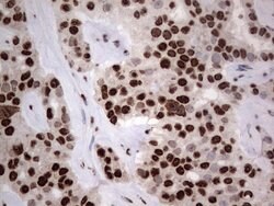 HNRNPL Mouse anti-Human, Clone: OTI2E4, lyophilized, TrueMAB 100 &mu;g;