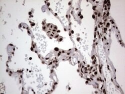 HNRNPL Mouse anti-Human, Clone: OTI2E4, lyophilized, TrueMAB 100 &mu;g;