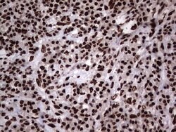 HNRNPL Mouse anti-Human, Clone: OTI9G7, lyophilized, TrueMAB 100 &mu;g;