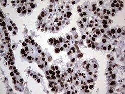 HNRNPL Mouse anti-Human, Clone: OTI9G7, lyophilized, TrueMAB 100 &mu;g;