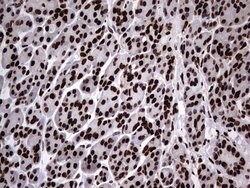HNRNPL Mouse anti-Human, Clone: OTI9G7, lyophilized, TrueMAB 100 &mu;g;