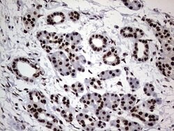 HNRNPL Mouse anti-Human, Clone: OTI9G7, lyophilized, TrueMAB 100 &mu;g;