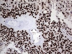 HNRNPL Mouse anti-Human, Clone: OTI9G7, lyophilized, TrueMAB 100 &mu;g;