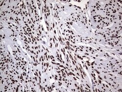 HNRNPL Mouse anti-Human, Clone: OTI9G7, lyophilized, TrueMAB 100 &mu;g;