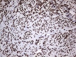 HNRNPL Mouse anti-Human, Clone: OTI9G7, lyophilized, TrueMAB 100 &mu;g;