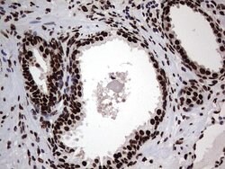 HNRNPL Mouse anti-Human, Clone: OTI9G7, lyophilized, TrueMAB 100 &mu;g;