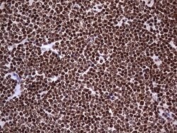 HNRNPL Mouse anti-Human, Clone: OTI9G7, lyophilized, TrueMAB 100 &mu;g;