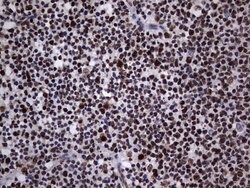 HNRNPL Mouse anti-Human, Clone: OTI9G7, lyophilized, TrueMAB 100 &mu;g;