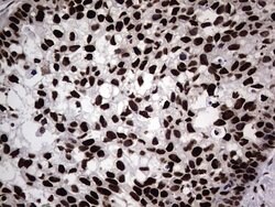 HNRNPL Mouse anti-Human, Clone: OTI9G7, lyophilized, TrueMAB 100 &mu;g;