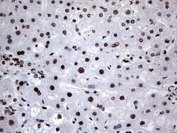HNRNPL Mouse anti-Human, Clone: OTI9G7, lyophilized, TrueMAB 100 &mu;g;