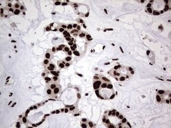 HNRNPL Mouse anti-Human, Clone: OTI9G7, lyophilized, TrueMAB 100 &mu;g;
