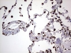 HNRNPL Mouse anti-Human, Clone: OTI9G7, lyophilized, TrueMAB 100 &mu;g;