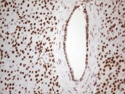 HNRNPL Monoclonal Antibody (OTI4E5), TrueMAB , OriGene 100 &mu;L; Unconjugated:Antibodies,