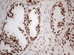 HNRNPL Monoclonal Antibody (OTI4E5), TrueMAB , OriGene 100 &mu;L; Unconjugated:Antibodies,