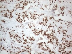 HNRNPL Monoclonal Antibody (OTI4E5), TrueMAB , OriGene 100 &mu;L; Unconjugated:Antibodies,