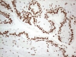 HNRNPL Monoclonal Antibody (OTI4E5), TrueMAB , OriGene 100 &mu;L; Unconjugated:Antibodies,