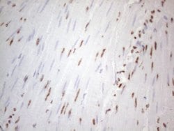 HNRNPL Monoclonal Antibody (OTI4E5), TrueMAB , OriGene 100 &mu;L; Unconjugated:Antibodies,