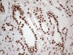 HNRNPL Monoclonal Antibody (OTI4E5), TrueMAB , OriGene 100 &mu;L; Unconjugated:Antibodies,