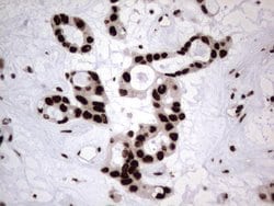 HNRNPL Monoclonal Antibody (OTI9F11), TrueMAB , OriGene 100 &mu;L; Unconjugated:Antibodies,