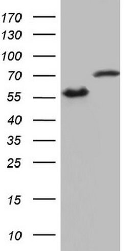 HNRNPL Mouse anti-Human, Clone: OTI2E4, lyophilized, TrueMAB 100 &mu;g;