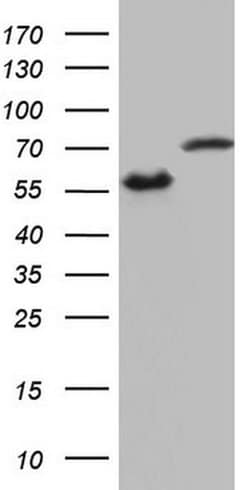 HNRNPL Monoclonal Antibody (OTI2E4), TrueMAB , OriGene 100 μL; Unconjugated:Antibodies,