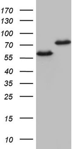 HNRNPL Monoclonal Antibody (OTI9F11), TrueMAB , OriGene 100 &mu;L; Unconjugated:Antibodies,
