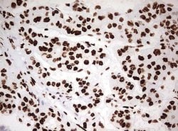 HNRNPM Monoclonal Antibody (OTI3F3), TrueMAB , OriGene 100 &mu;L; Unconjugated:Antibodies,