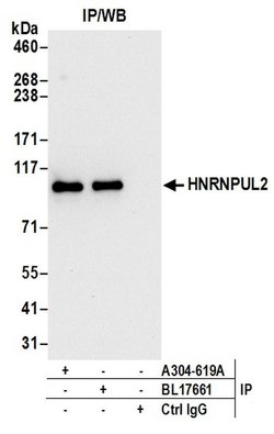 HNRNPUL2 Rabbit anti-Human, Mouse, Polyclonal, Bethyl Laboratories 100