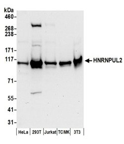 HNRNPUL2 Rabbit anti-Human, Mouse, Polyclonal, Bethyl Laboratories 100