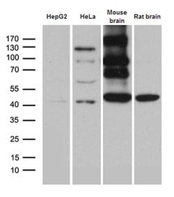 HOMER1 Monoclonal Antibody (OTI3G5), TrueMAB , OriGene 30 &mu;L; Unconjugated:Antibodies,