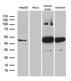 HOMER1 Mouse anti-Human, Mouse, Rat, Clone: OTI7G10, TrueMAB , Origene 30 &mu;L | Buy Online | Origene Technologies | Fisher Scientific
