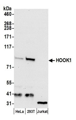 HOOK1 Polyclonal Antibody, Bethyl Laboratories 20 &mu;L; Unconjugated:Antibodies,