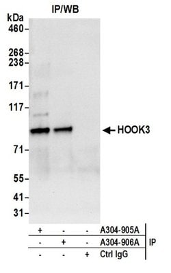 HOOK3 Rabbit anti-Human, Mouse, Polyclonal, Bethyl Laboratories 100 &mu;L;