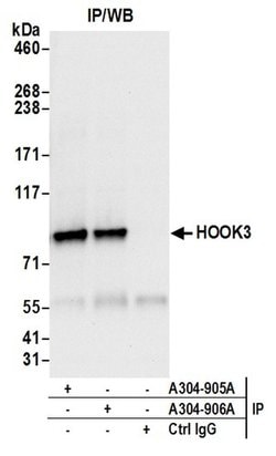 HOOK3 Rabbit anti-Human, Mouse, Polyclonal, Bethyl Laboratories 100 &mu;L;