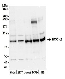 HOOK3 Rabbit anti-Human, Mouse, Polyclonal, Bethyl Laboratories 100 &mu;L;
