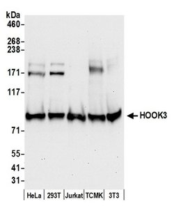 HOOK3 Rabbit anti-Human, Mouse, Polyclonal, Bethyl Laboratories 100 &mu;L;
